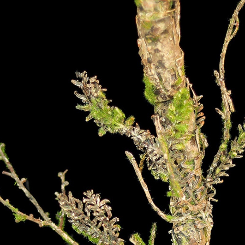 New Withered Vines Artificial  - Christmas Tree Artificial ulasan dan harga